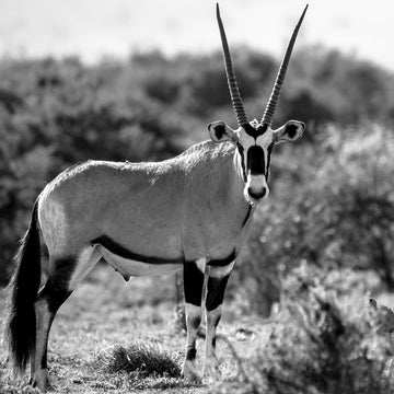 One-Womens-Encounter-with-the-Oryx